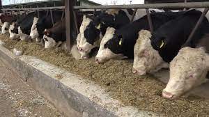 ضرر دامداران در فروش دام زنده