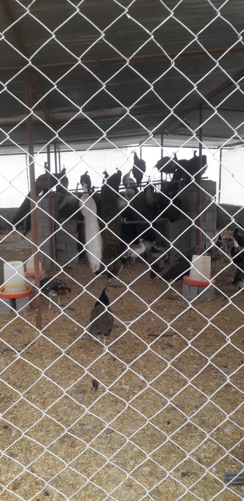 کشف محل نگهداری غیرمجاز حیات وحش در غرب تهران