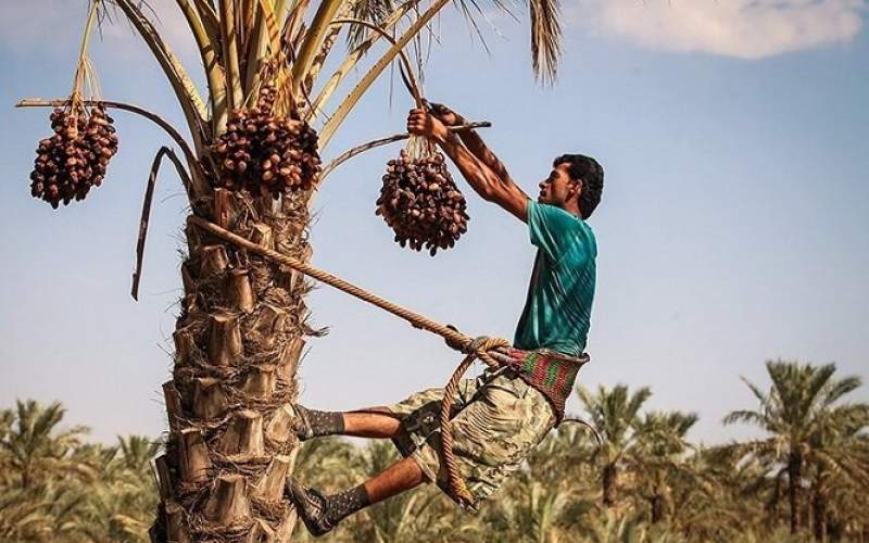 پیش بینی کاهش ۳۰ درصدی برداشت خرما