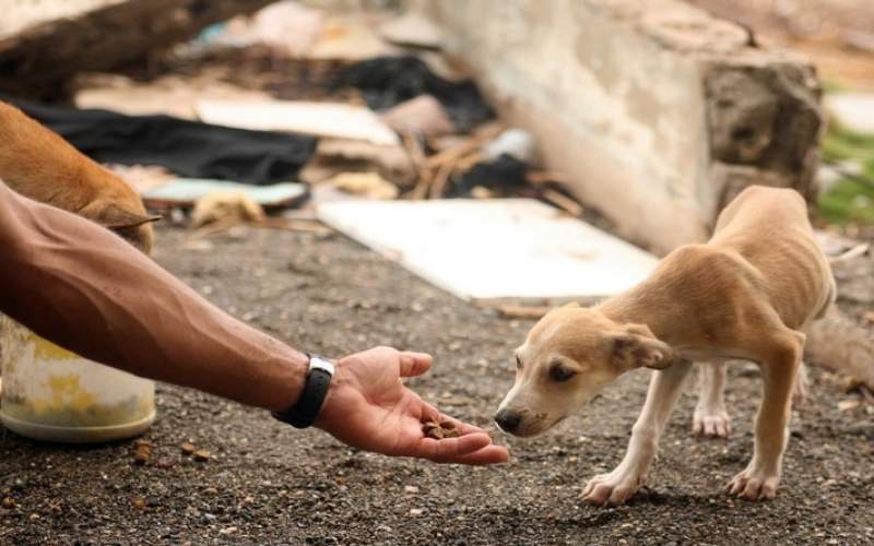 غذا دادن به حیوانات،حکم قاضی برای حیوان آزار