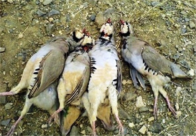 حفاظت از طبیعت و آینده‌ای پایدار