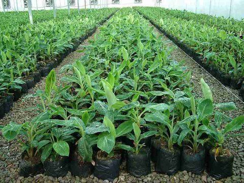 ۵۰ هزار اصله نهال گرمسیری در سرپل‌ذهاب تولید می‌شود