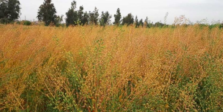 ۷۰ درصد از طلب کاملیناکاران لرستان پرداخت شد