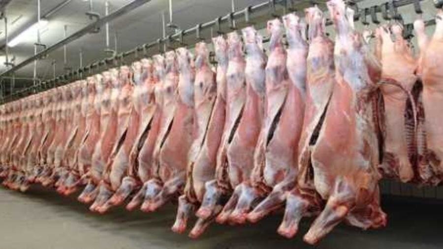 سلامت مردم کرمانشاه زیر تیغ کشتار غیرمجاز دام