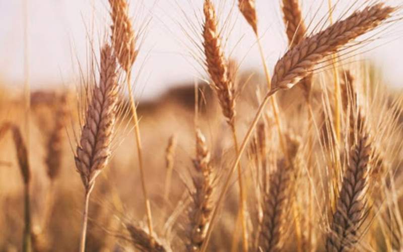افت ۳۰ درصدی خرید گندم نسبت به سال قبل