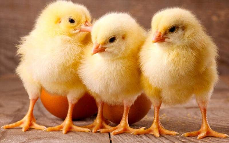 بحران جوجه یک روزه همچنان ادامه دارد