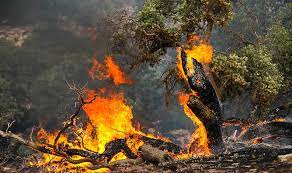 پیش‌بینی شرایط بحرانی برای حریق جنگل‌های ۵ استان