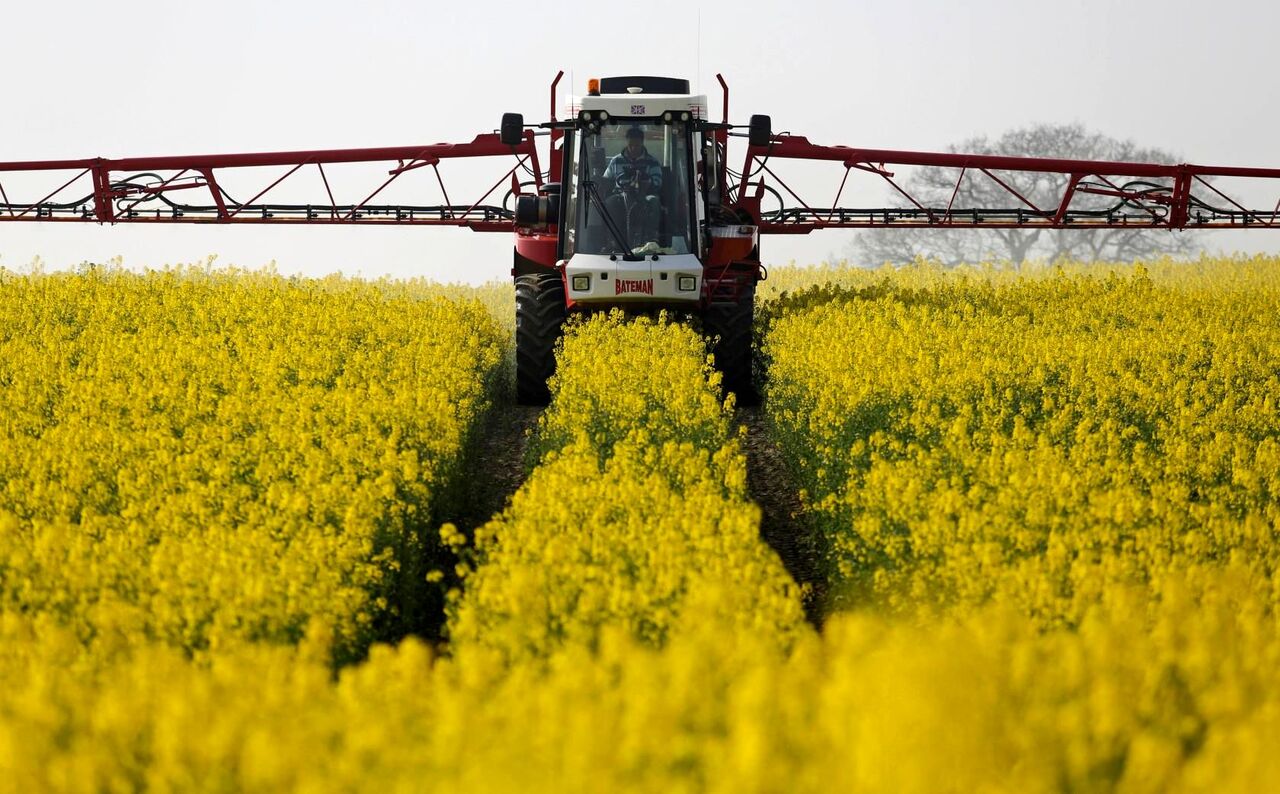 پرداخت ۷۰درصد مطالبه کلزاکاران کرمانشاهی