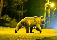 شایعه پرسه زنی خرس صحت ندارد