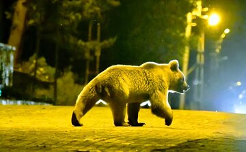 شایعه پرسه زنی خرس صحت ندارد