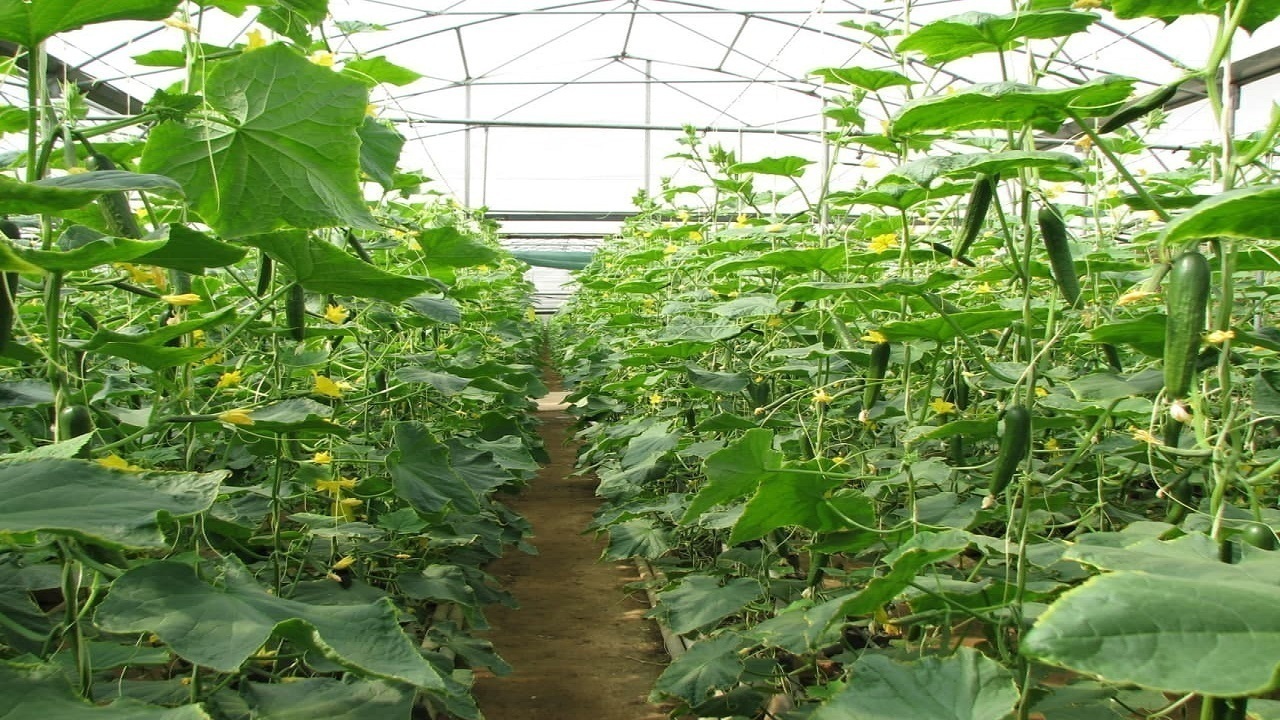 تولید ۲۰ هزار تن محصول در گلخانه‌های لرستان