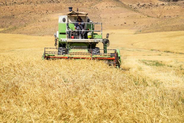 پیش‌بینی درخواست ۷۰ هزار تن بذر دیم و آبی گندم برای کشت پاییزه