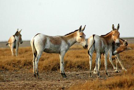 تکثیر در اسارت کافی نیست