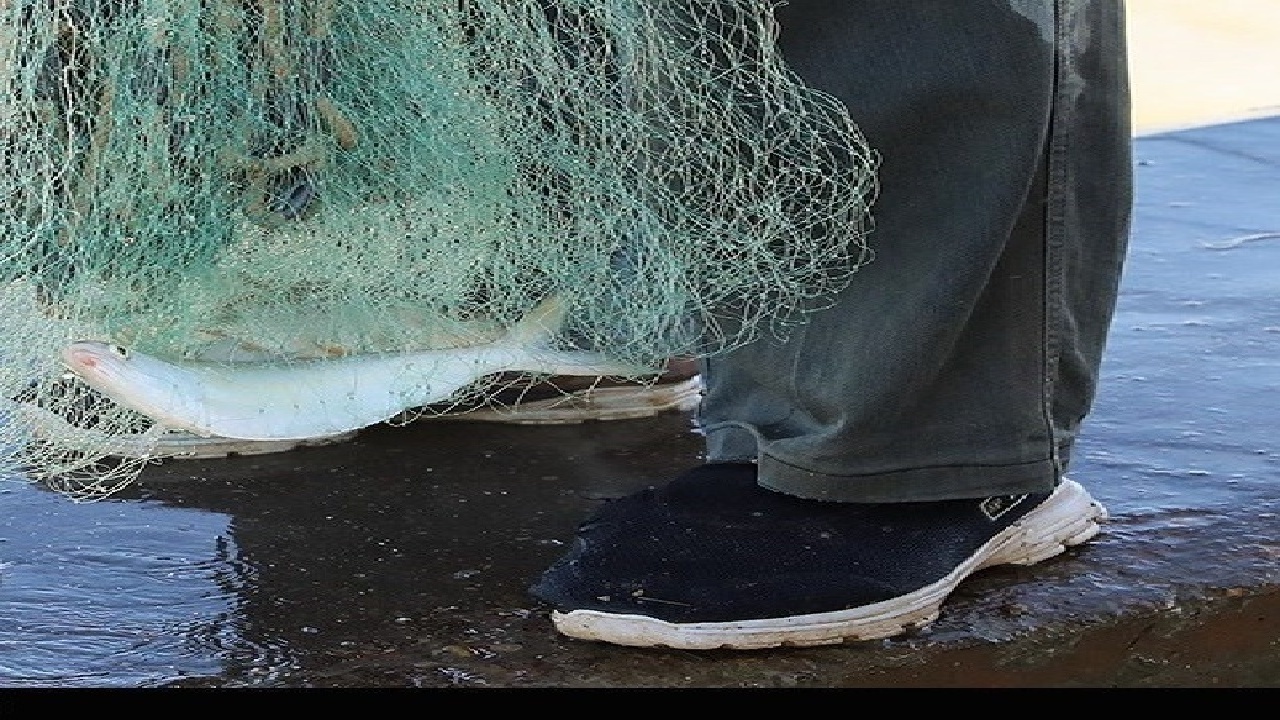 صید سالانه ۲۰۰۰ تن ماهی از رودخانه‌های لرستان