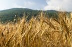 خرید بیش از ۴۲ هزار تن گندم مازاد بر نیاز از کشاورزان لرستانی