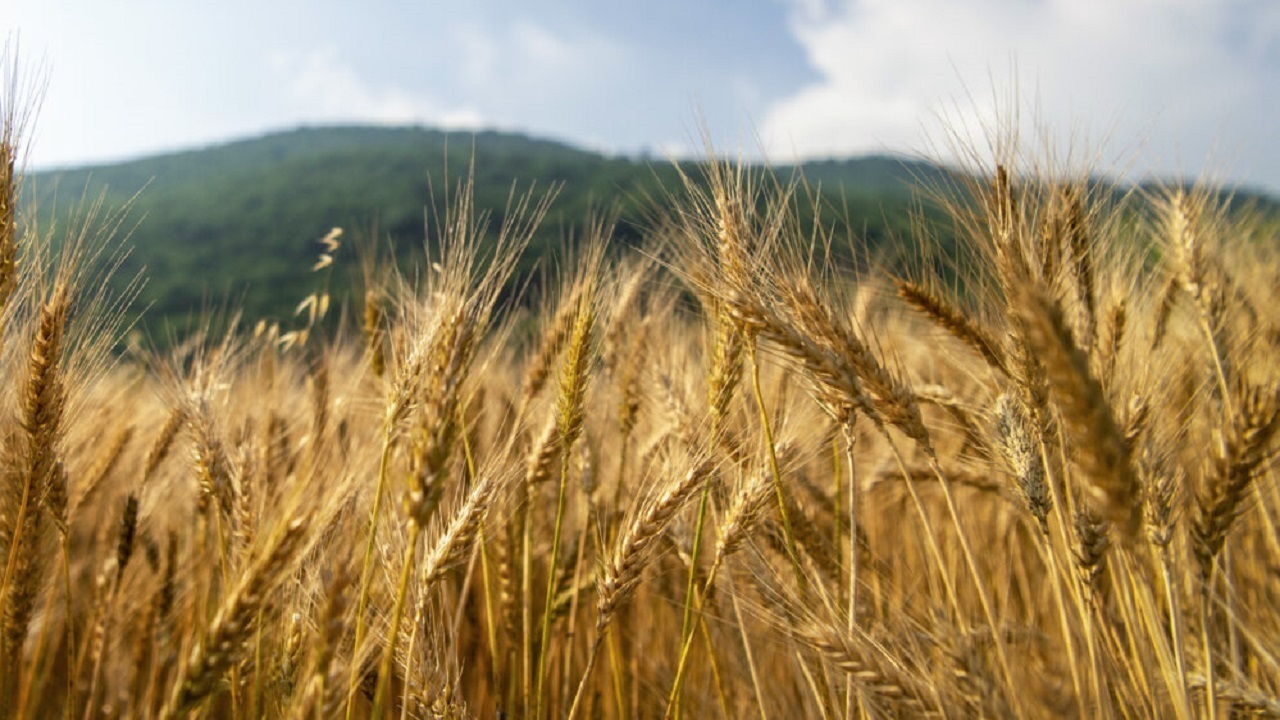 خرید بیش از ۴۲ هزار تن گندم مازاد بر نیاز از کشاورزان لرستانی