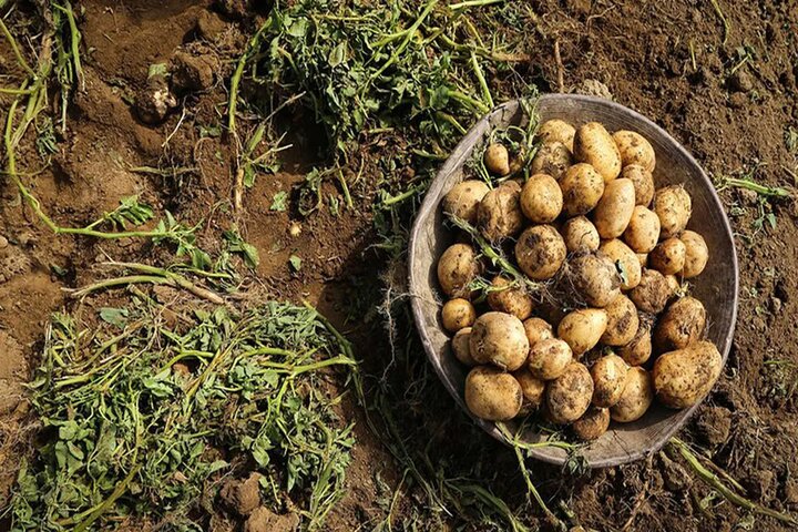 توزیع سیب‌زمینی تنظیم بازار با قیمت ۳۰ هزار تومان در کرمانشاه