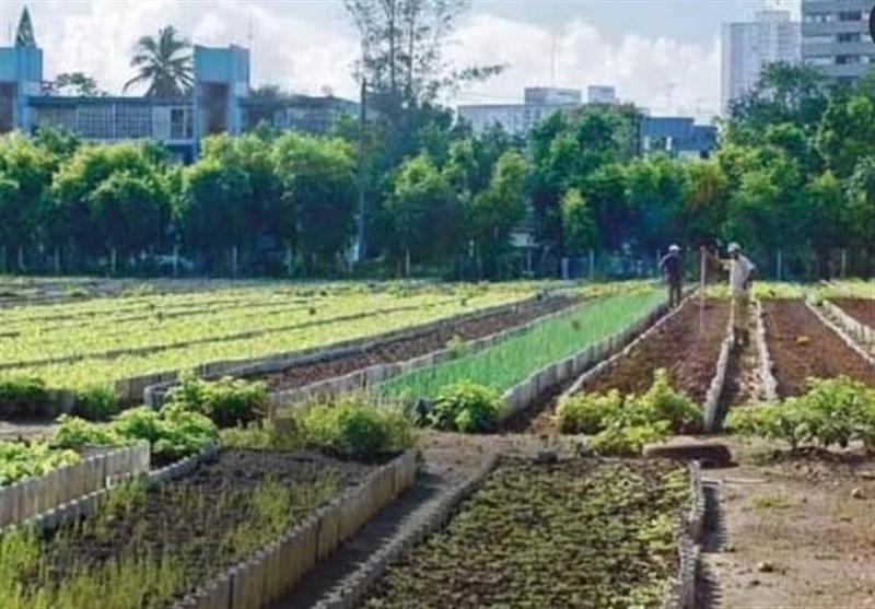 قطب کشاورزی کشور هم از گزند خشکسالی در امان نماند