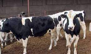 روزگار سیاه بر صنعت دام سنگین حاکم شد