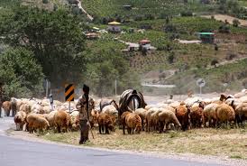 روزگار دامداران هر روز سیاه تر می شود