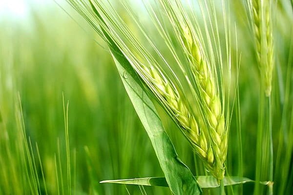 برداشت بیش از ۴۴۰ هزار تن جو در اراضی کشاورزی کرمانشاه