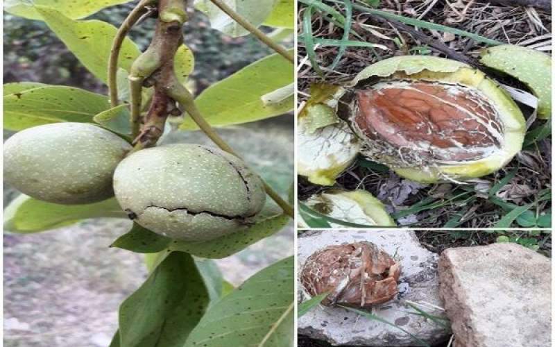 برداشت گردو در تویسرکان کمتر از همیشه بود برداشت گردو در تویسرکان کمتر از همیشه بود