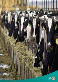 طرح کشت فراسرزمینی موفقیت آمیز نبود