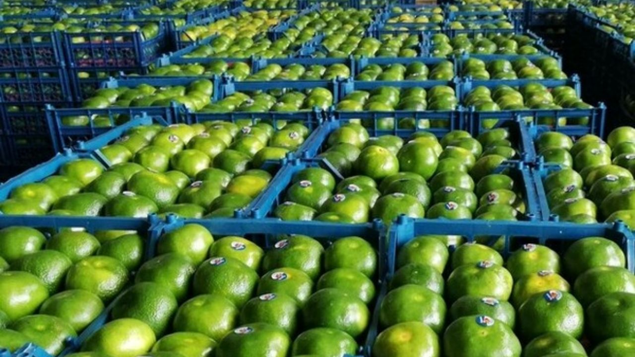 قیمت میوه نسبت به سال گذشته افزایش ۲۰ تا ۳۰ درصدی داشت