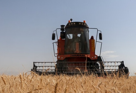 تولید گندم ۳۰ درصد و خرید تضمینی ۵۰ درصد کاهش یافت