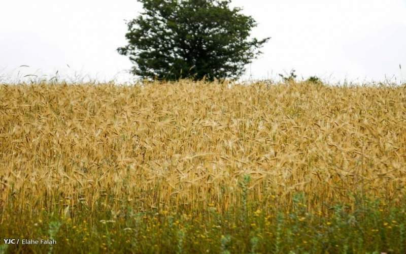 خرید گندم نسبت به سال قبل ۳۷ درصد افت کرد