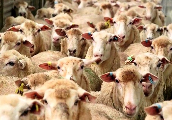 شکست دوباره طرح خرید حمایتی دام