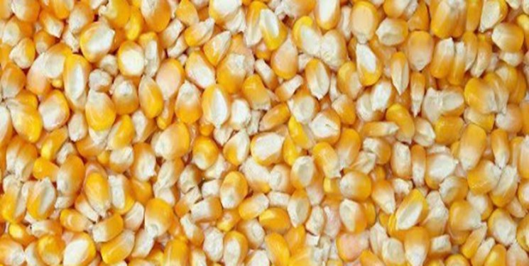 ایران ظرفیت صادرات ۲ تا ۵ هزار تن بذر ذرت را دارد