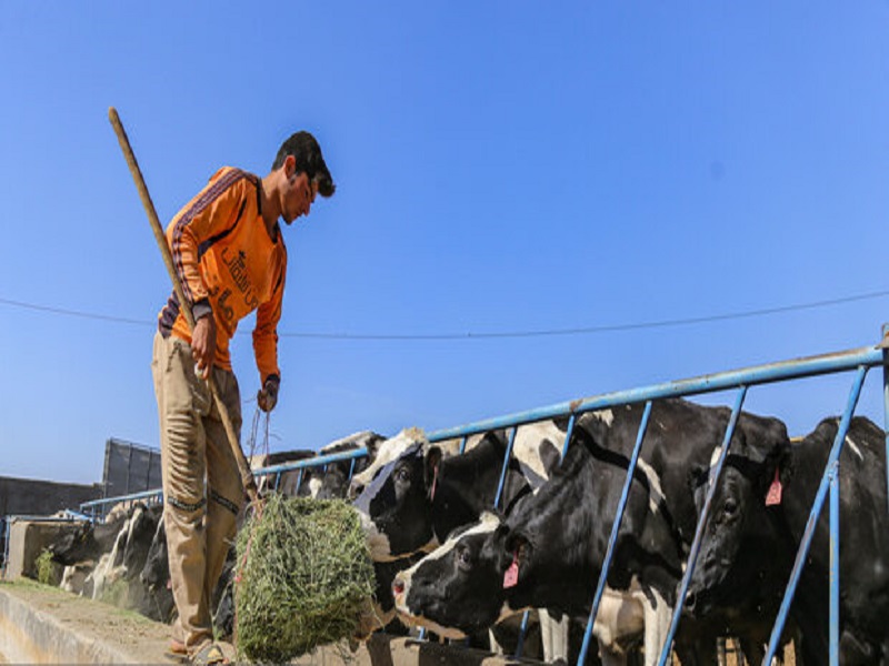 عضویت ۵۷ هزار دامدار در ۱۹ شرکت تعاونی کرمانشاه