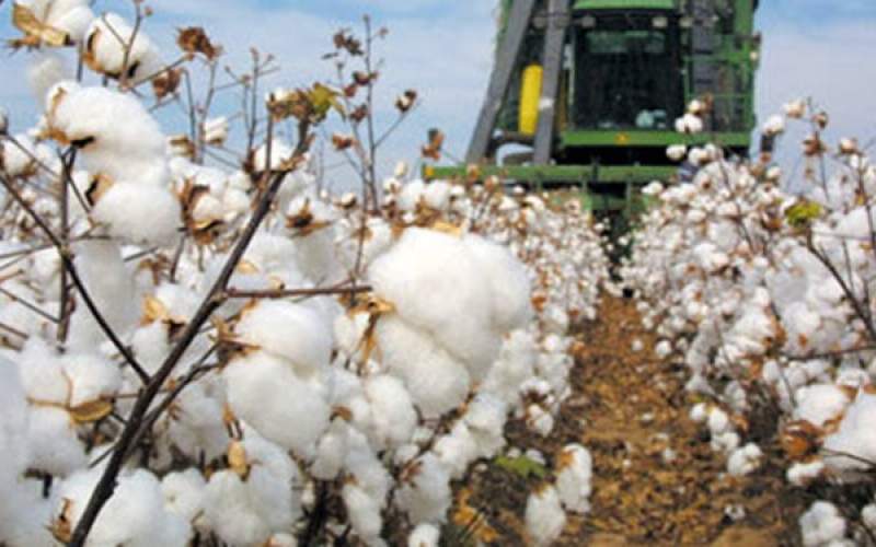 خشکسالی تولید پنبه را ۲۰ درصد کاهش داد