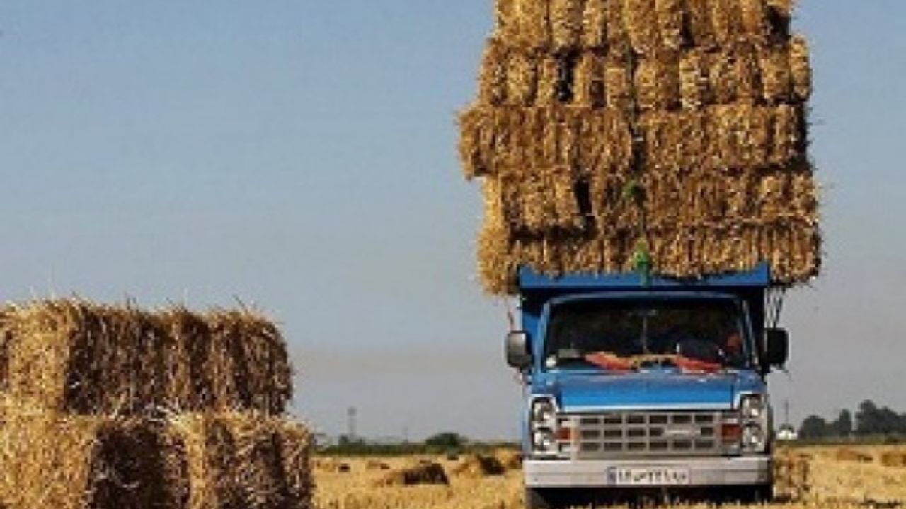 قاچاق علوفه دامی به کشورهای همسایه