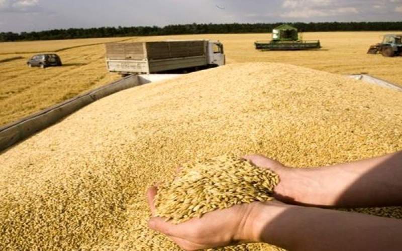 نیاز به واردات ۵ میلیون تن گندم در سال جاری