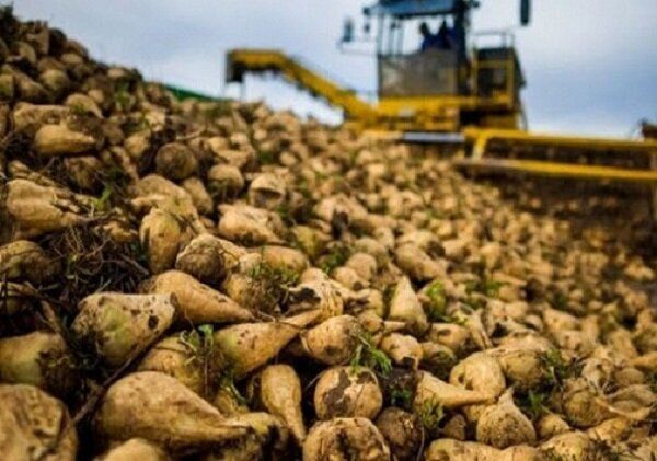    برداشت چغندر قند پائیزه در استان گلستان