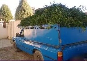 نقره داغ قاچاقچی چلم جنگلی در گرگان