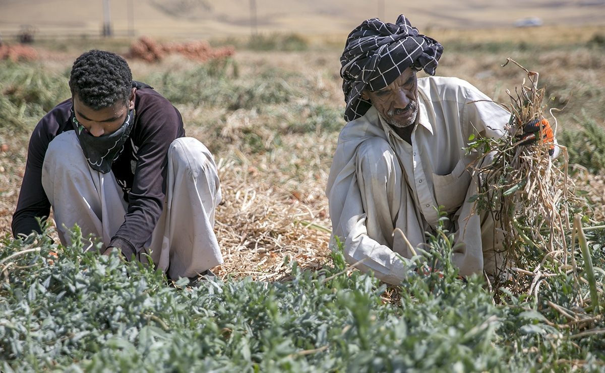 ممنوعیت بکارگیری اتباع غیرمجاز در واحدهای کشاورزی و تولیدی !