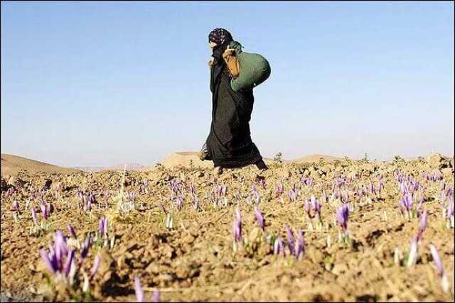 ۳۳۰۰مددکار ترویجی برای دستیابی کشاورزان کرمانشاه به تولید اقتصادی تلاش می‌کنند