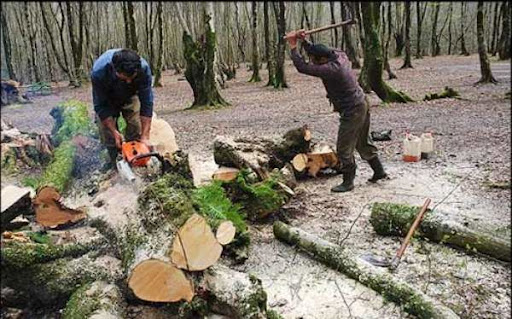 سر بریدن هیرکانی